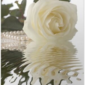 White Rose Fragrance